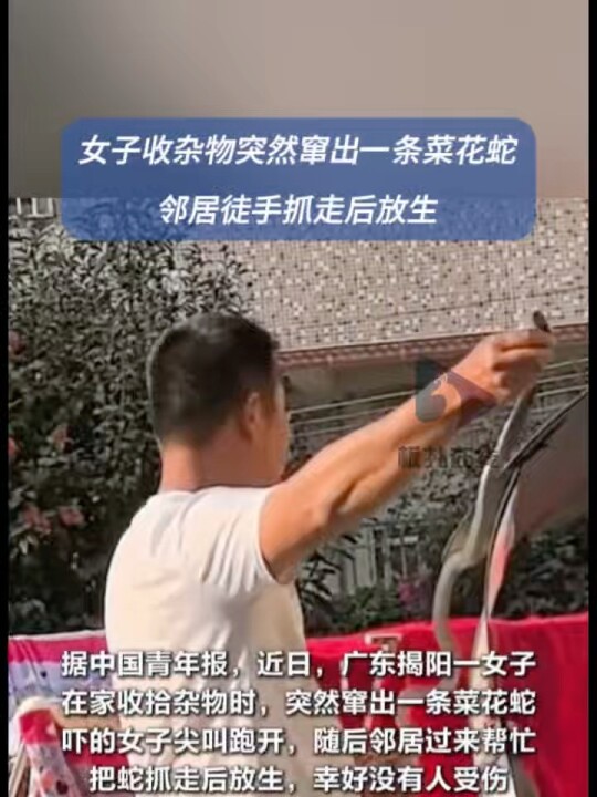 #女子收杂物突然窜出一条菜花蛇 邻居徒手抓走后放生