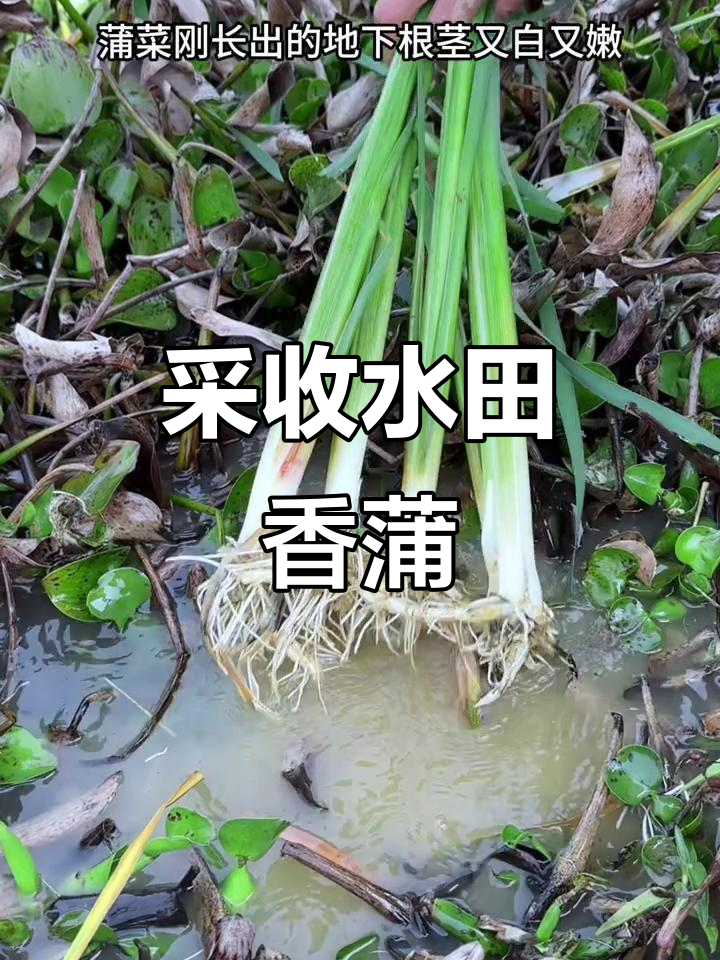 水田里的蒲菜,根茎白嫩如蒜,叶子可编织扇子、草帽