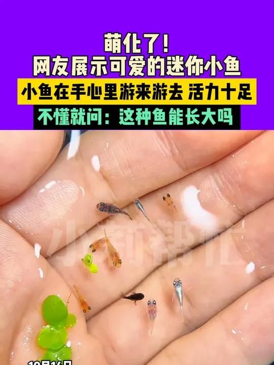 10月14日山东,萌化了!网友展示可爱的迷你小鱼,小鱼在手心里游来游去,活力十足,不懂就问
