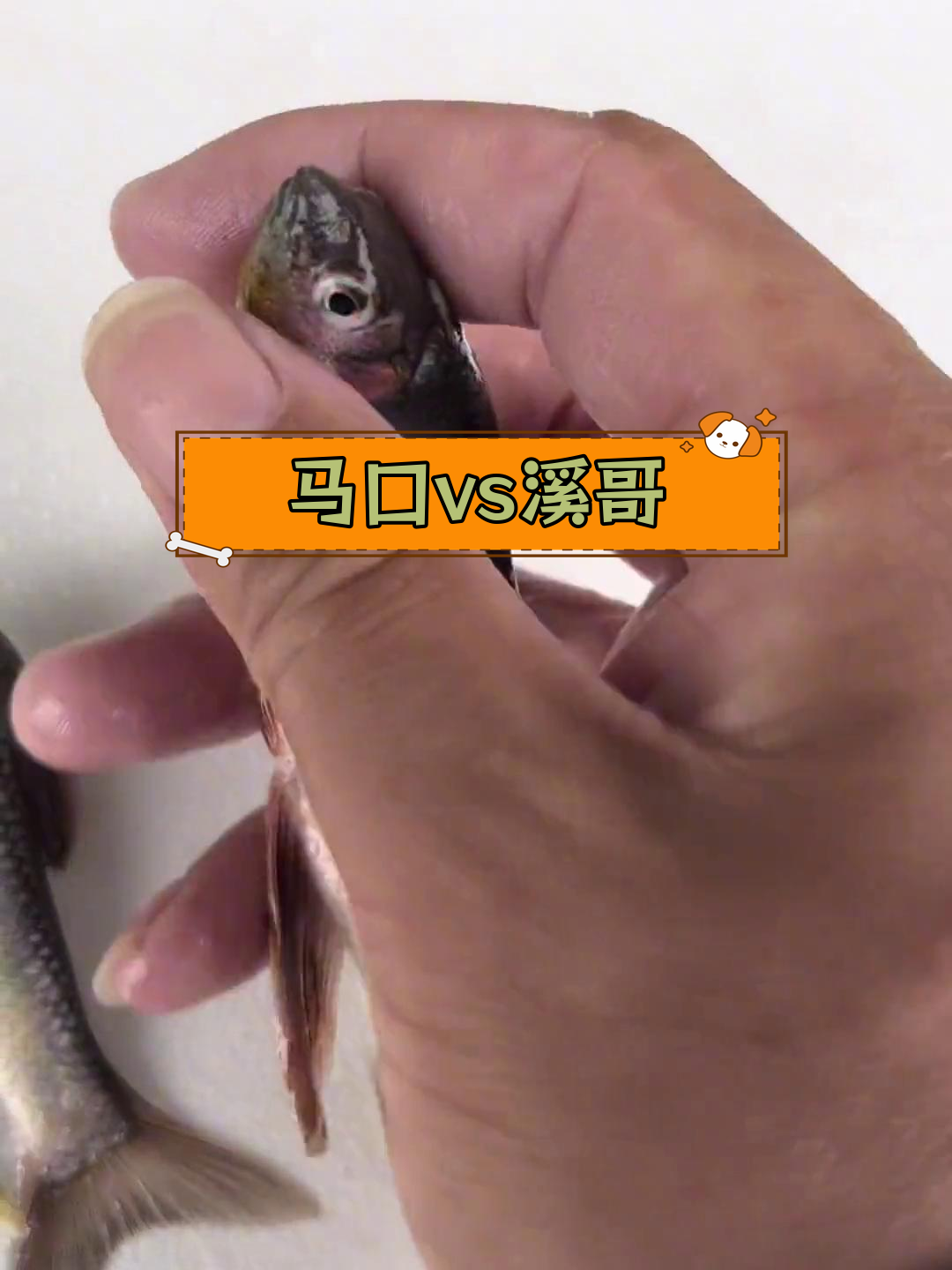 马口与溪哥的区别解析