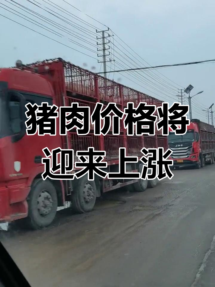 尉氏大红门肉联厂门口猪车排队,涨价势头强劲