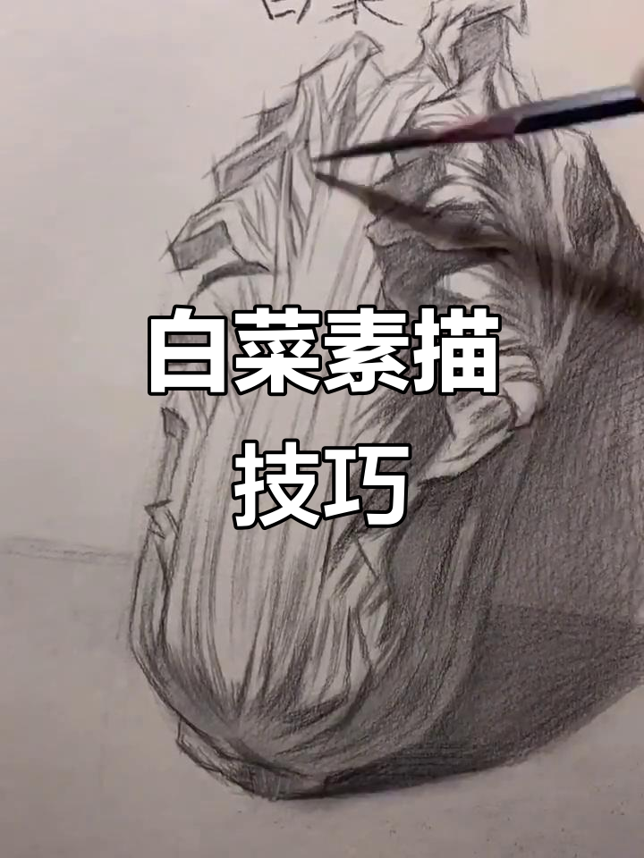 画白菜先理解圆柱体，注意透视与空间关系，勤加练习