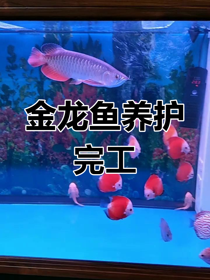 120cm金龙鱼七彩混养缸维护完成