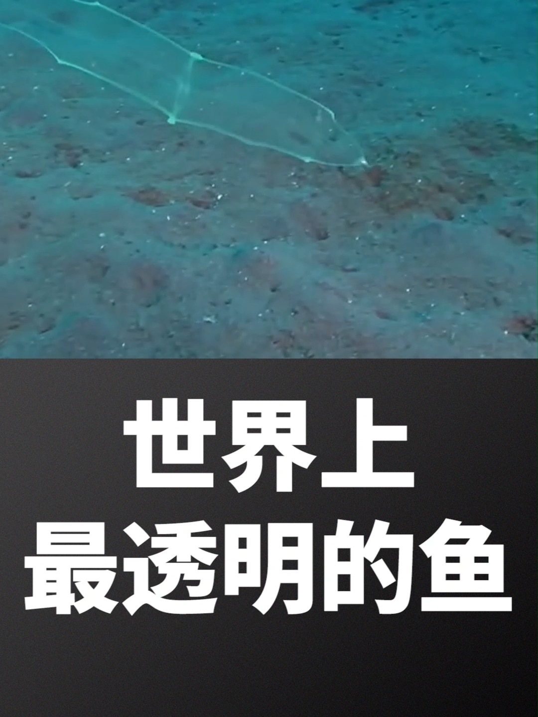 世界上最透明的鱼