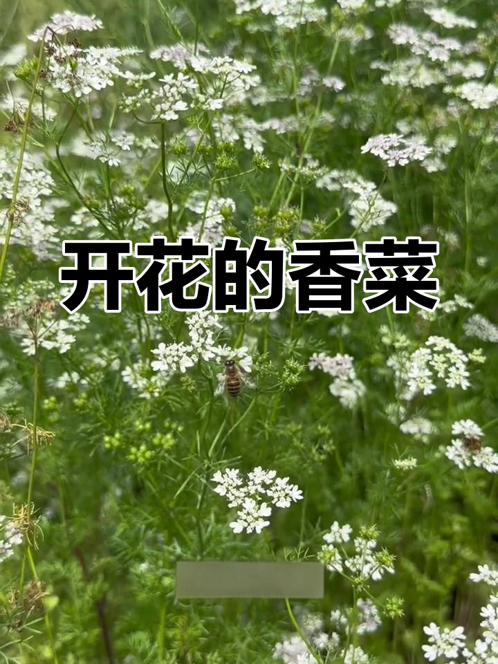 香菜开花,你见过吗?