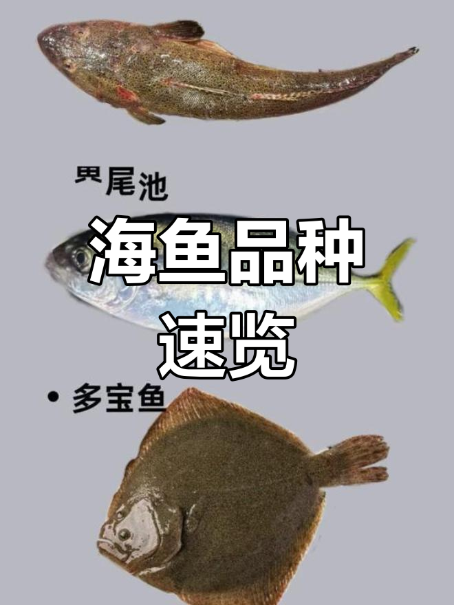 常见海鱼品种大揭秘,40秒了解各种美味海鲜