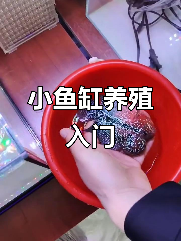 小鱼缸开缸全流程，轻松养水与罗汉鱼的日常
