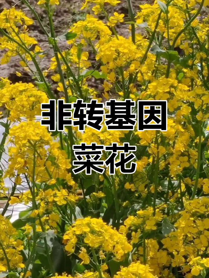 这不是油菜花,而是超赞的青菜花,非转基因,优点多多!