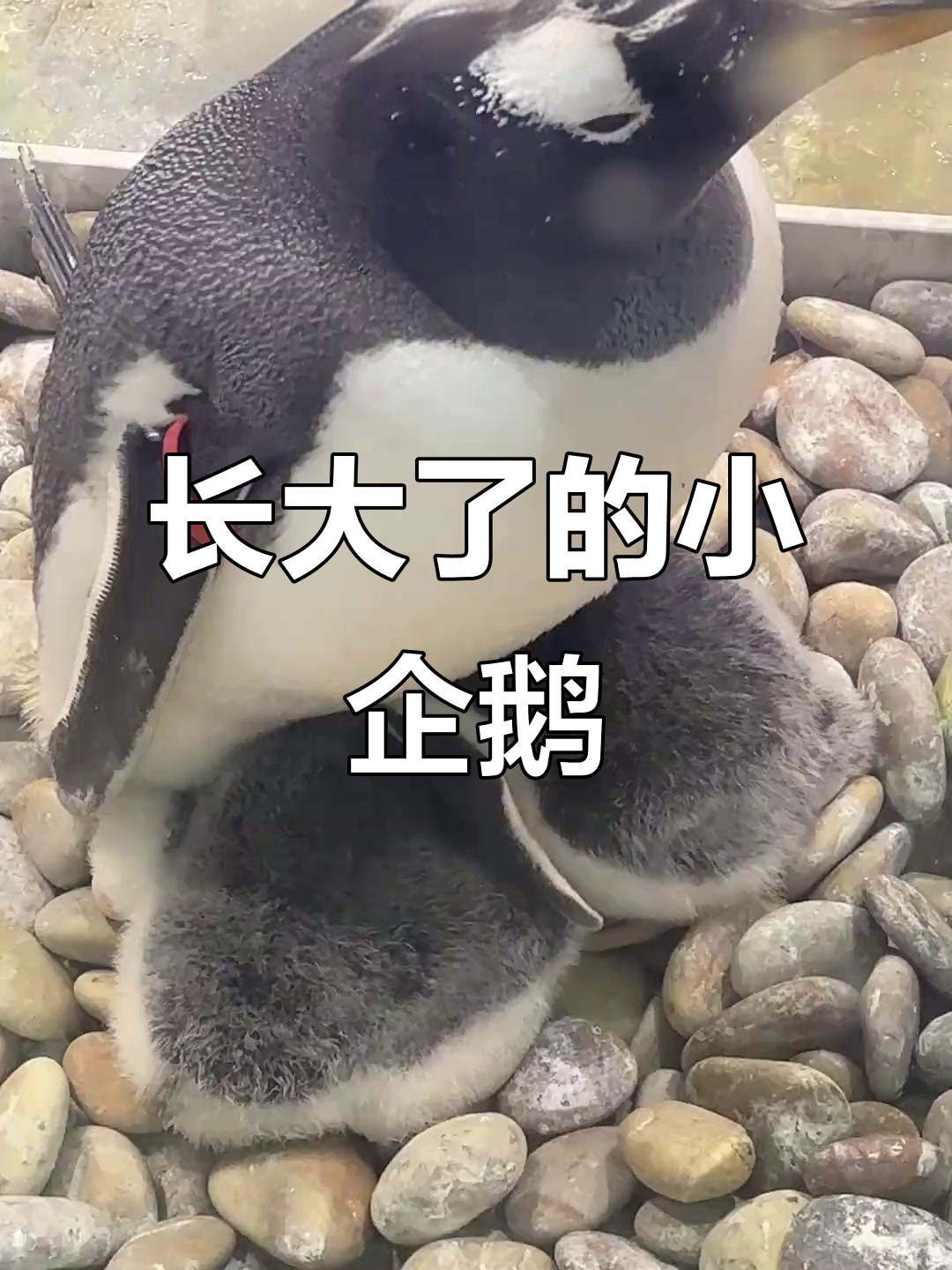 小企鹅长大,妈妈抱不住它们了