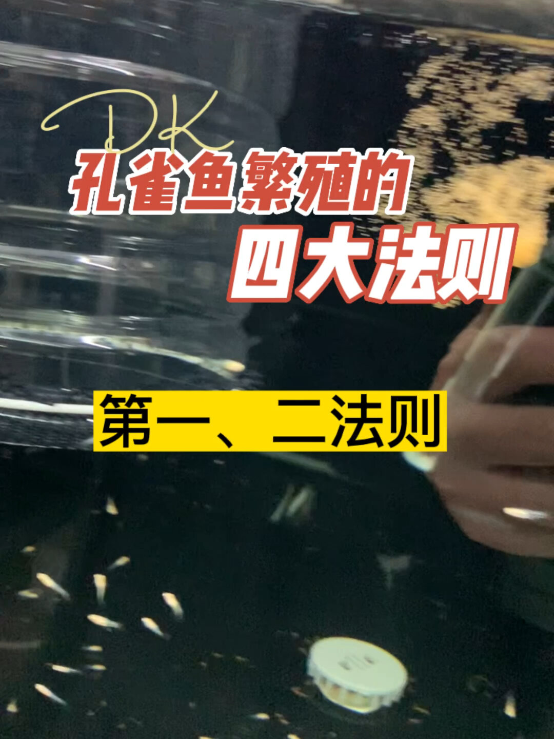 繁殖孔雀鱼需要注意的几点。你做到哪些?