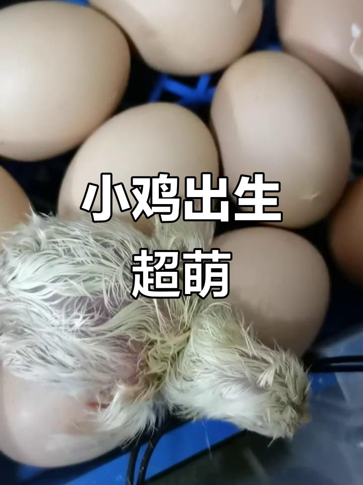 小鸡破壳瞬间，活力满满，太可爱了！