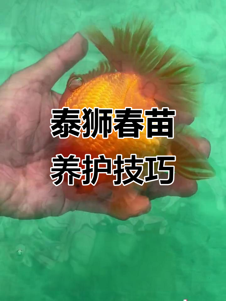 泰狮金鱼春季养殖心得,清水持养与免疫系统的重要性