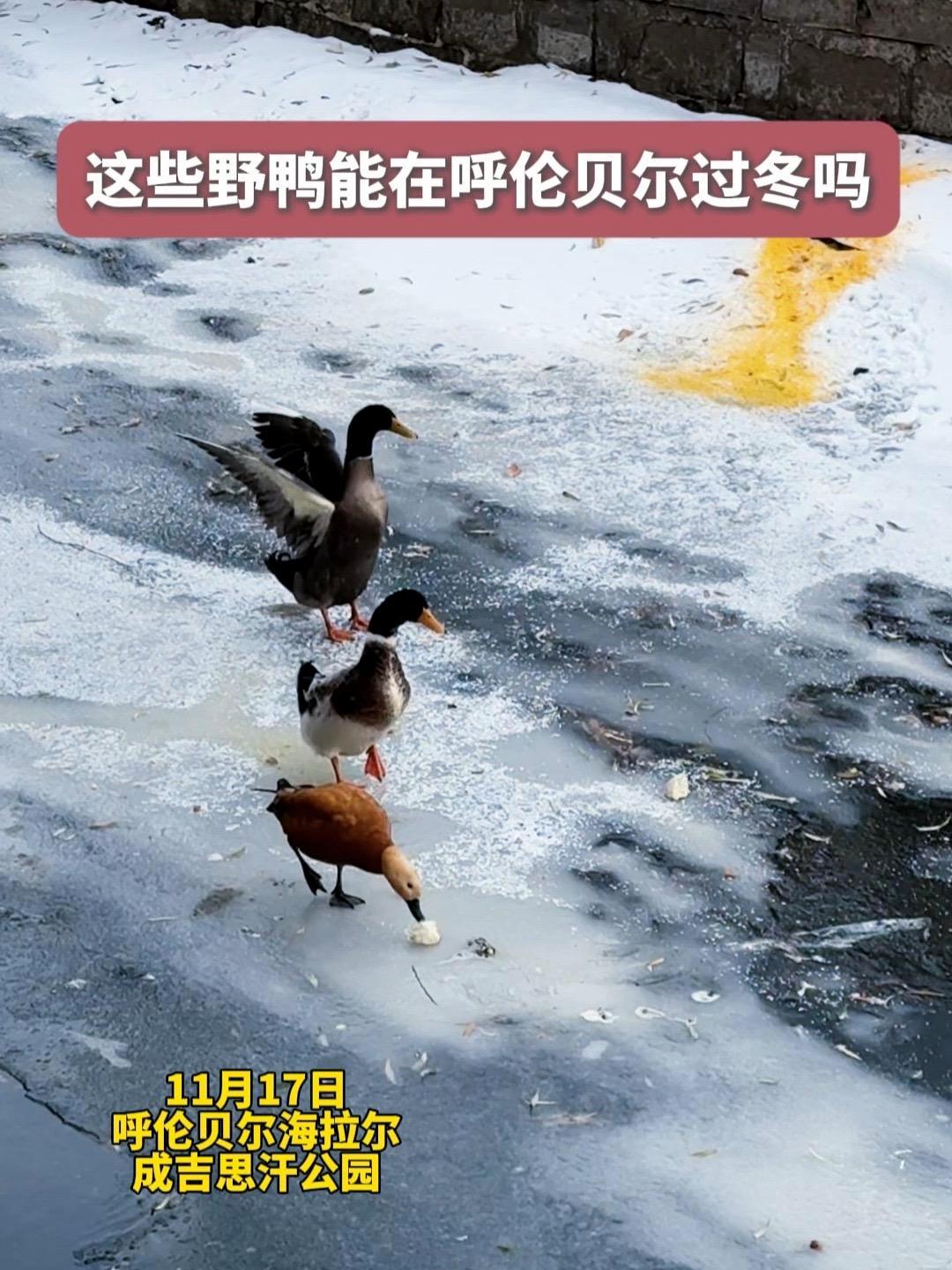 冰河里的野鸭让人牵肠挂肚,热心人买小鱼来投喂 呼吁相关部门看到后,也给个回复,如果野鸭真能