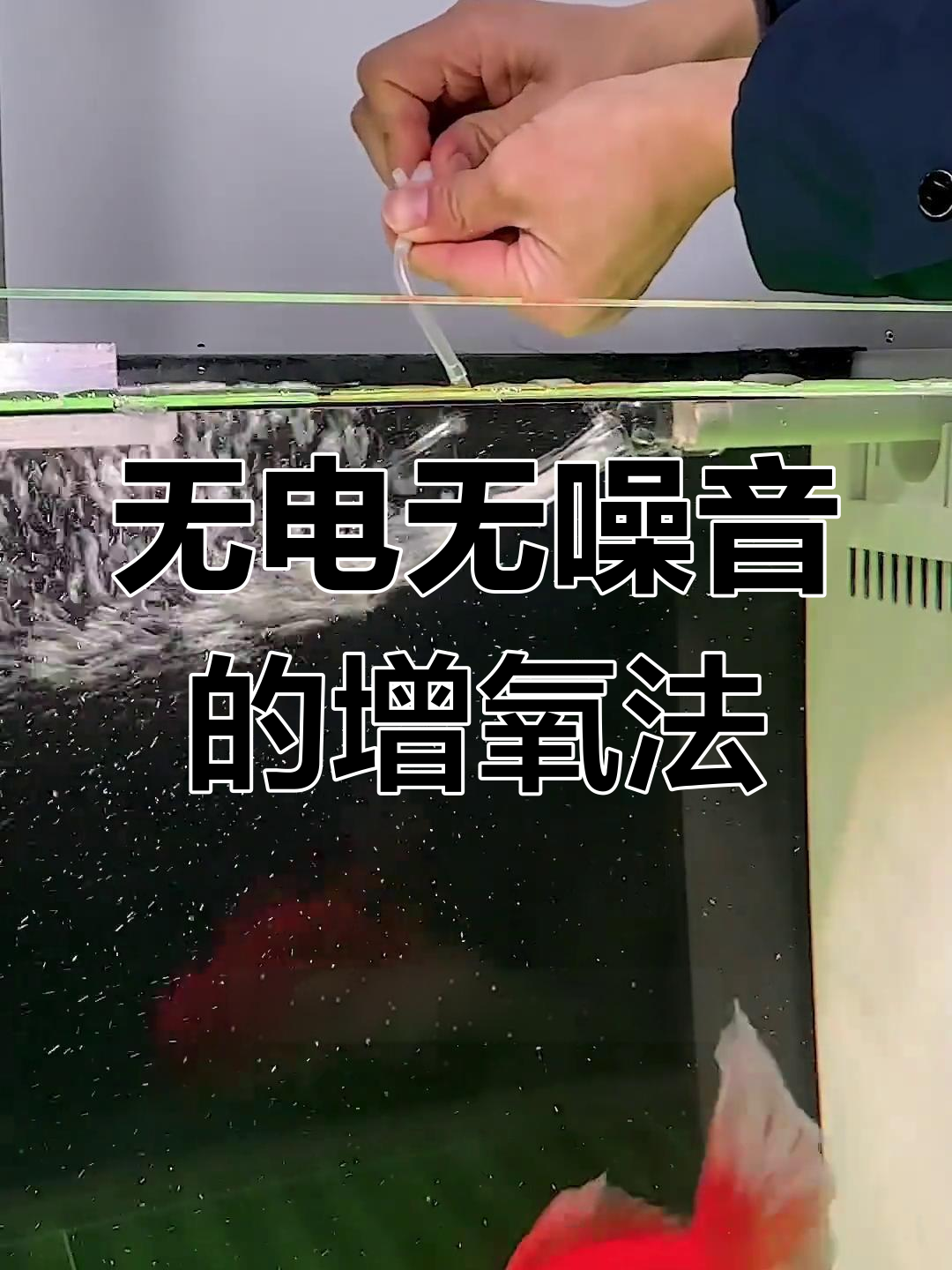 鱼缸增氧新方法,告别氧气泵!