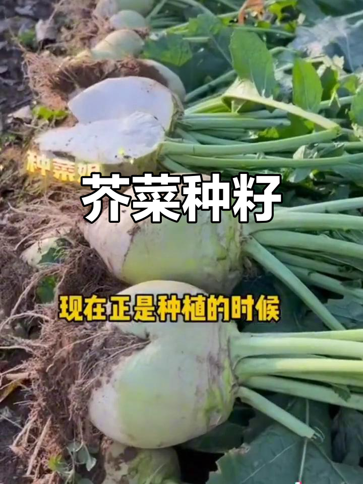 光头芥菜籽,北方大头菜的种子,腌制咸菜必备