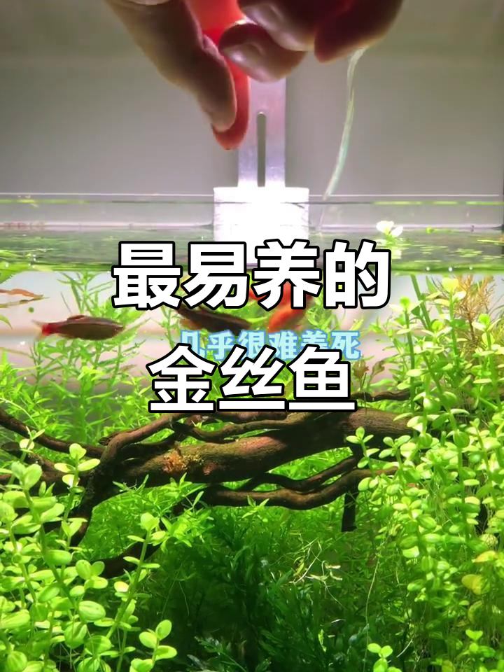 白云金丝鱼:最容易养的淡水鱼,几乎不会死