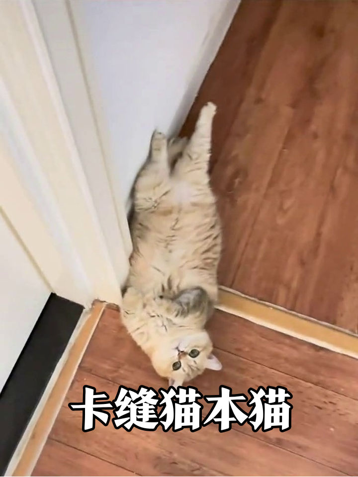 猫卡门缝练“一字马”,四脚朝天扭成面包,脱困后尾巴翘上天