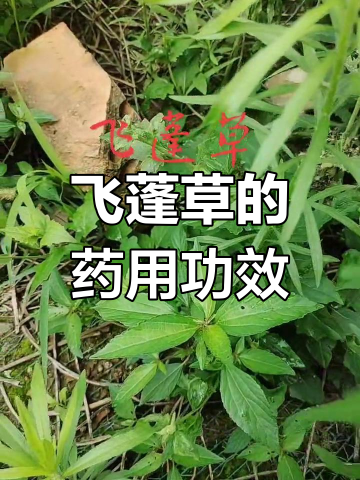 农村常见飞蓬草,竟是宝贝!了解它的药用价值