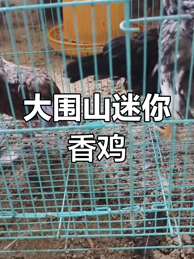 准备迎接新家的大围山微型鸡