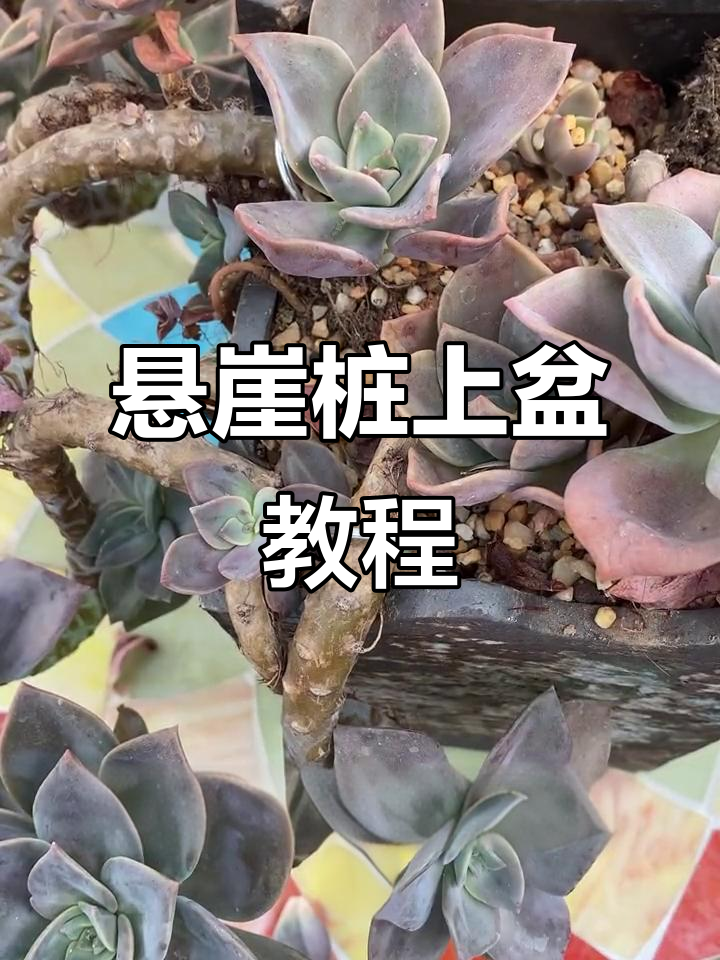 多肉悬崖桩上盆技巧,轻松固定造型