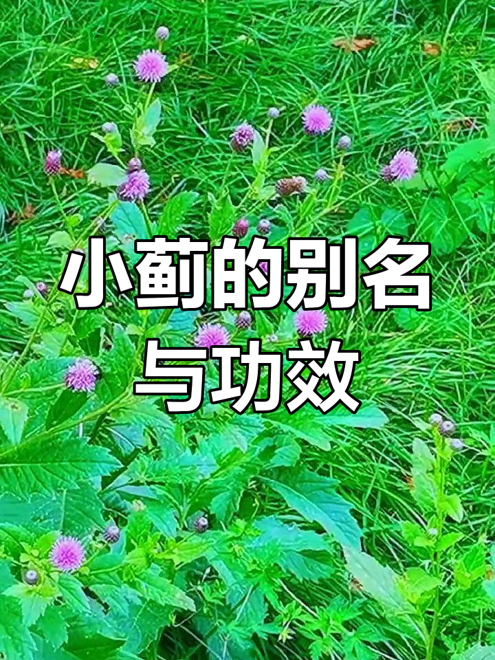 刺儿菜的多种称呼与药用价值