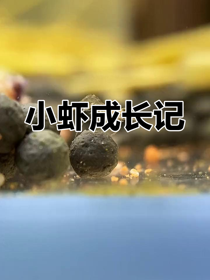 这是福建沼虾的幼体,我会持续关注它们的成长