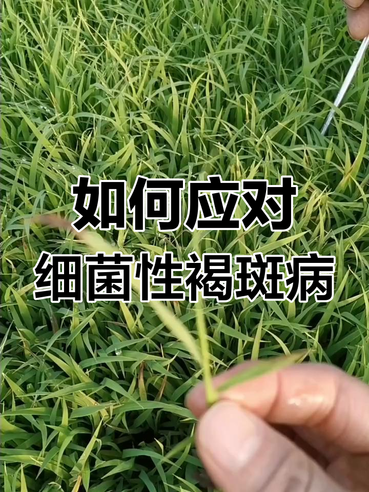 细菌性褐斑病防治全攻略,稻苗健康不再难