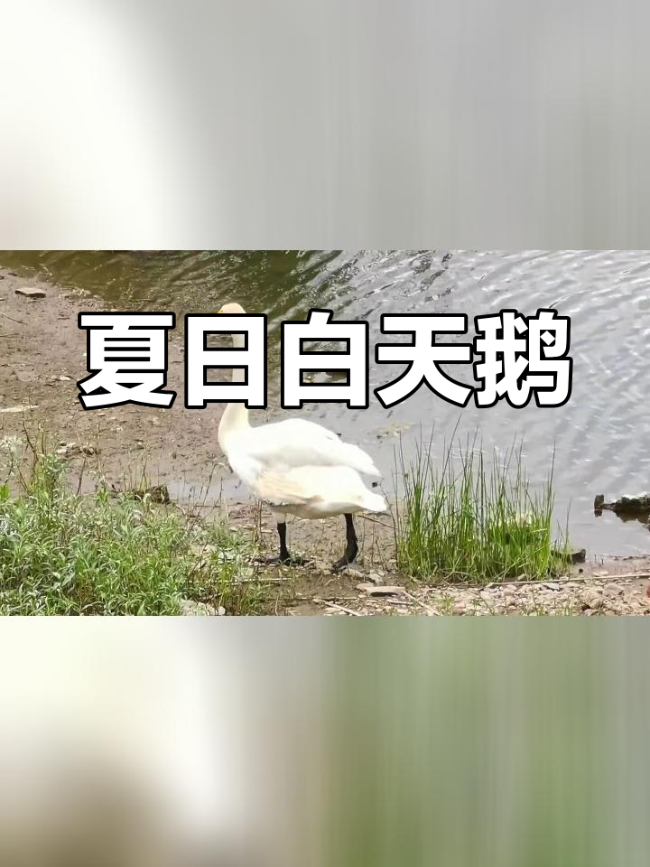 锦州女儿河的孤独天鹅,与自然和谐共处