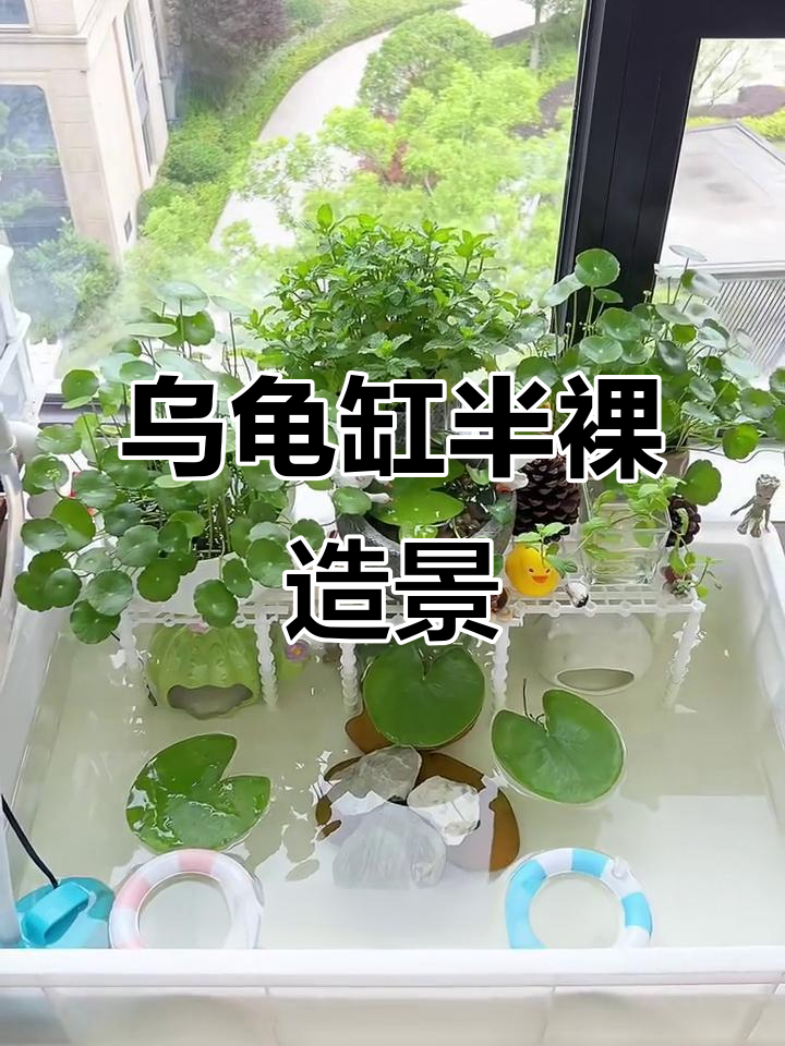 乌龟缸造景全攻略：简单又稳固的设计分享