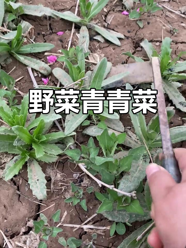农村常见刺菜,竟是野外“创可贴”!三月份最嫩美味