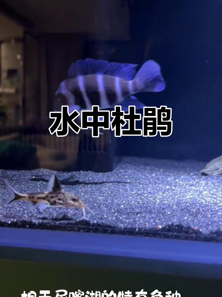 白金豹皮鱼,坦湖的独特生物,鸠占鹊巢,捕食多样