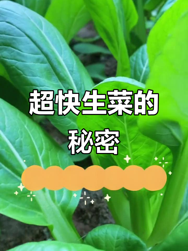 鸡毛菜:生长迅速,鲜嫩美味,二十天就能收获!