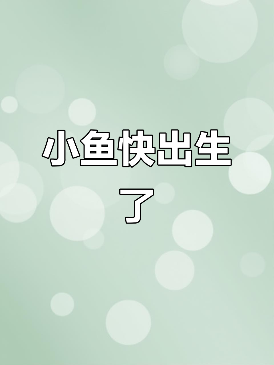 孔雀鱼马赛克即将分娩,小鱼嘴已露头