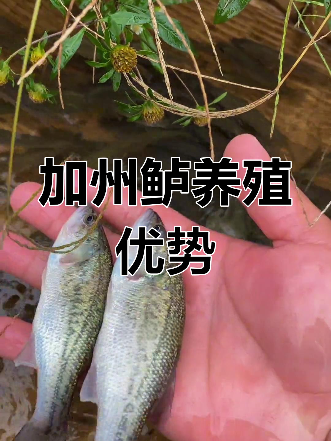 淡水鲈鱼:肉质鲜美,适应性强