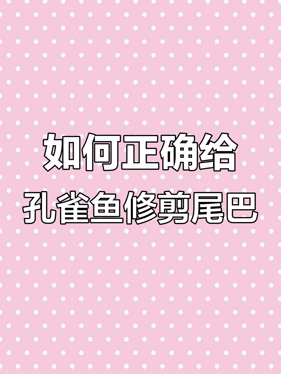 孔雀鱼剪尾技巧大揭秘,避免根部损伤