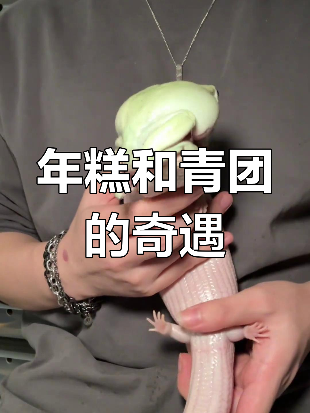 年糕与青团意外相遇,奇妙反应引关注