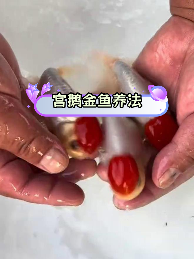 鹅头红金鱼养护心得