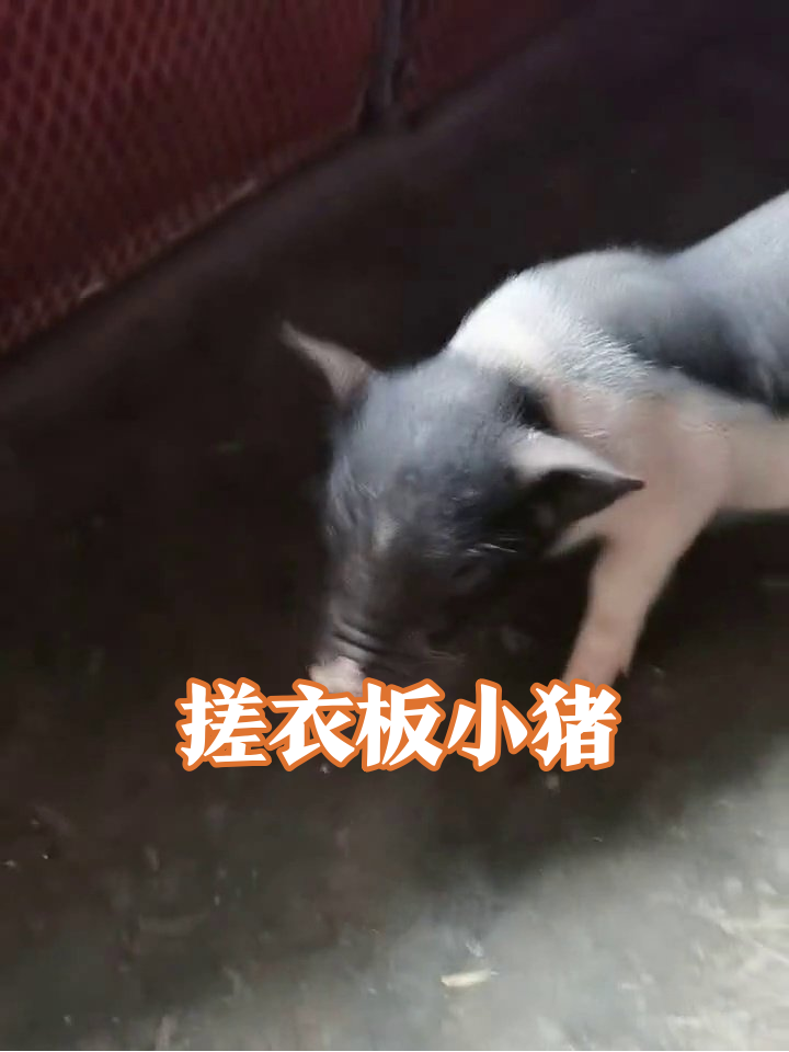 背上褶子能搓衣的小猪:摸够没?我要干饭了!