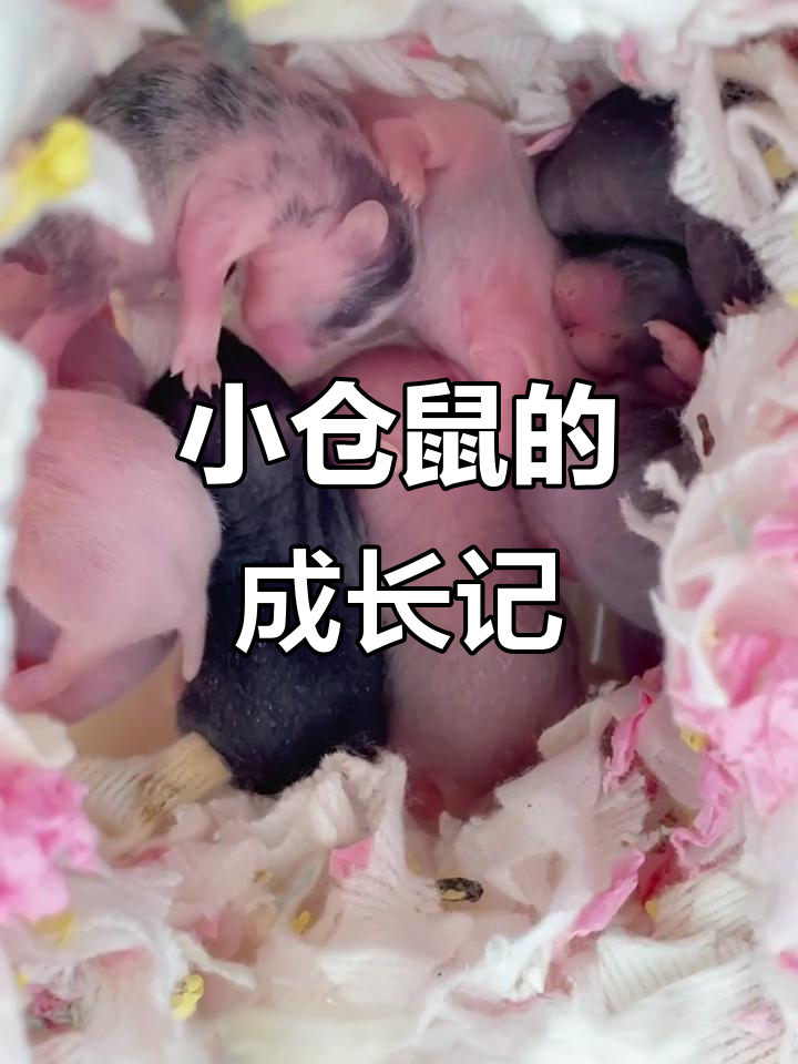 仓鼠出生到成长全过程,25天体重翻倍超可爱