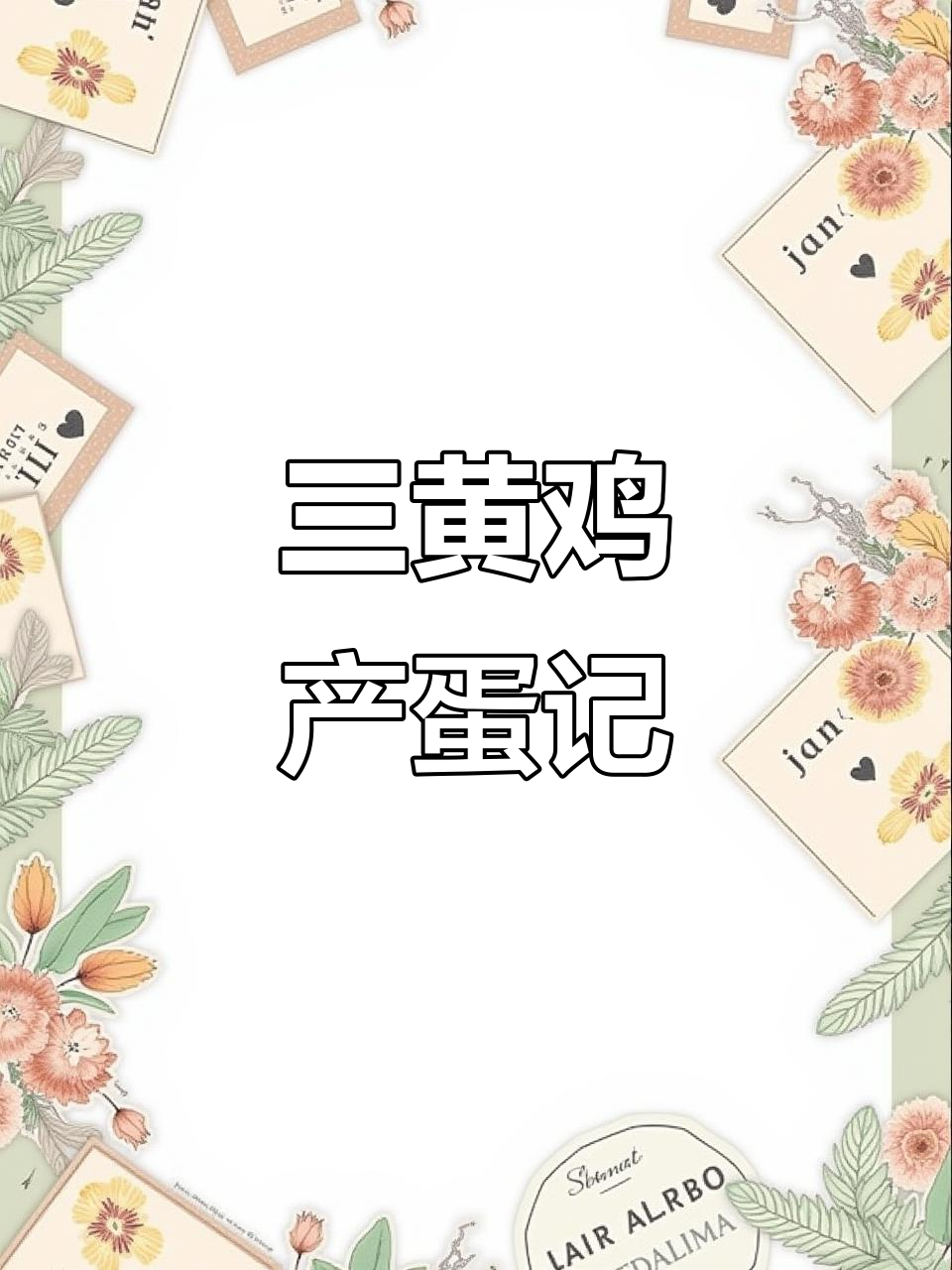 小母鸡产蛋,三黄鸡的成长故事