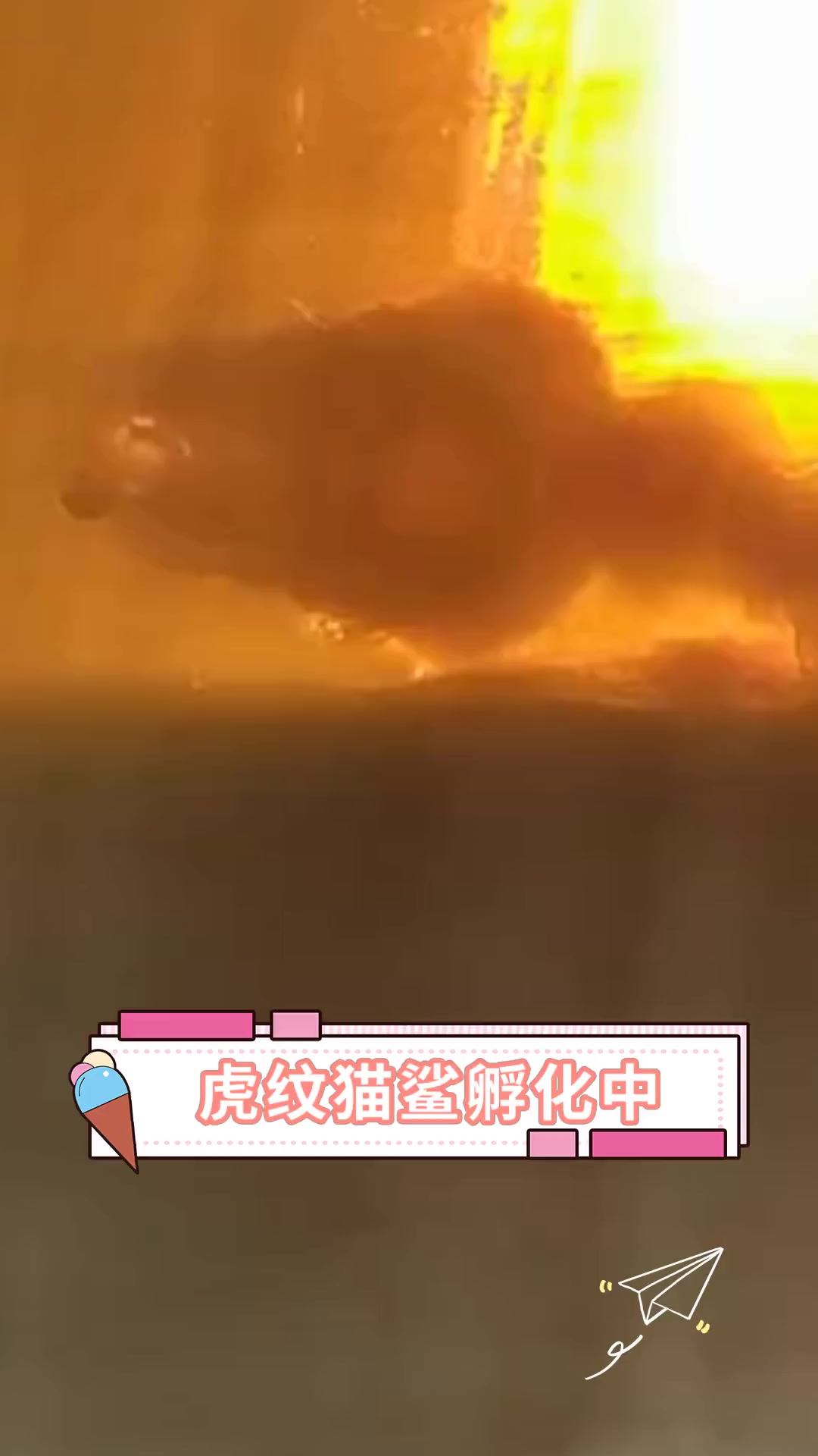 虎纹猫鲨孵化中
