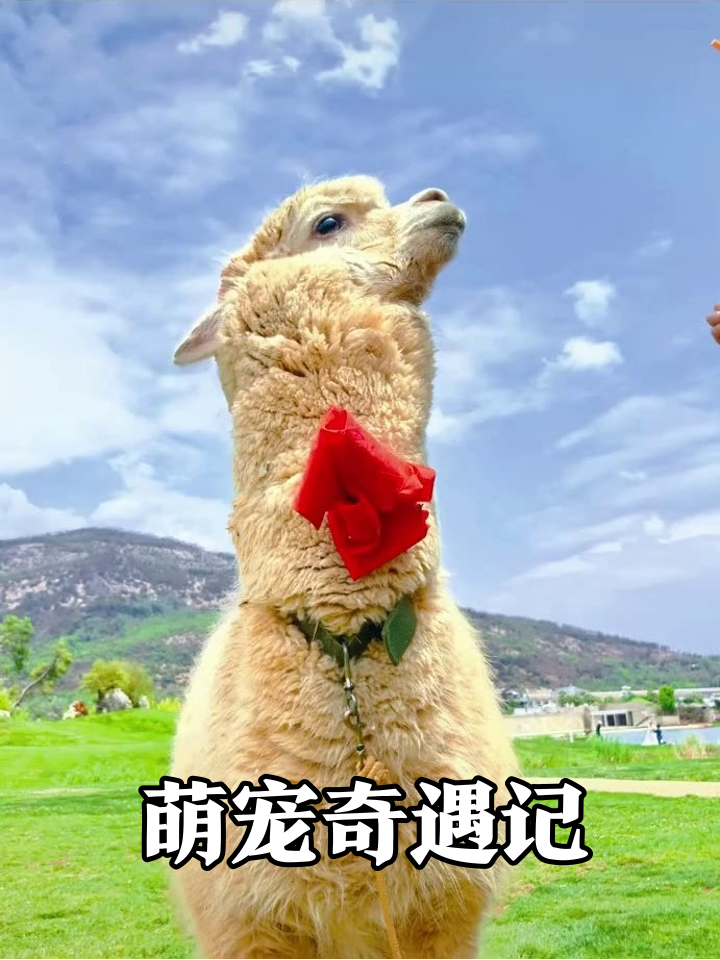 小黄鸭被rua吓一激灵，羊驼戴花求合影萌化了！