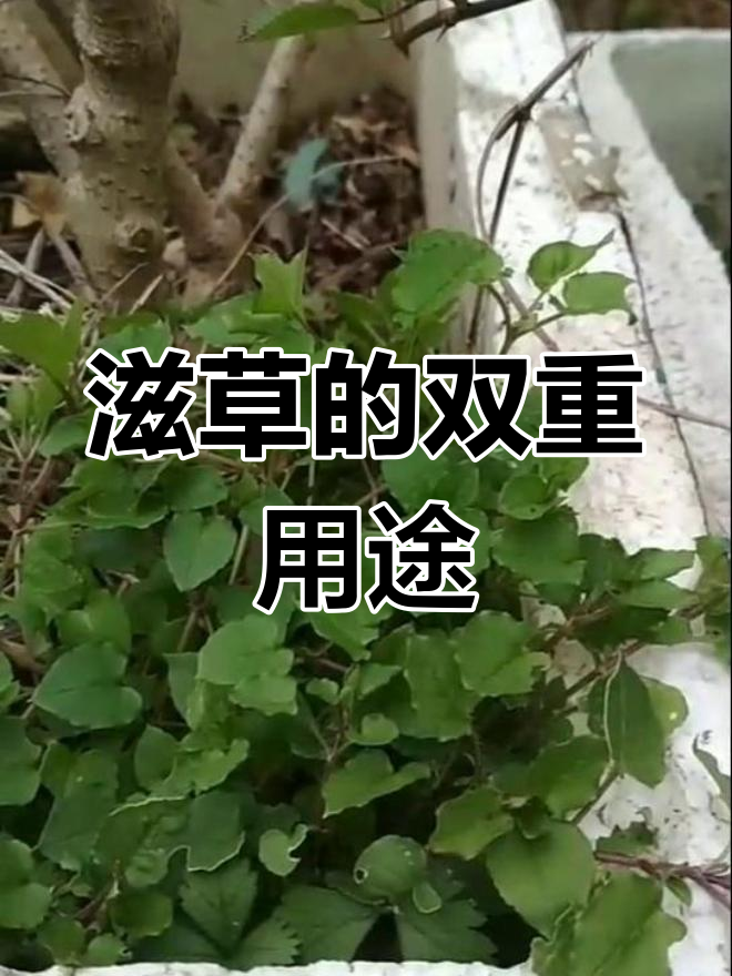 滋草,农村常见野菜,既可食用又具药用价值