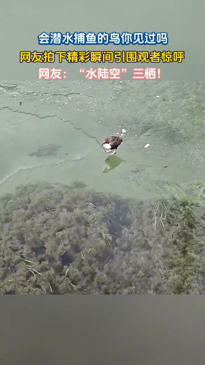 会潜水捕鱼的鸟你见过吗?