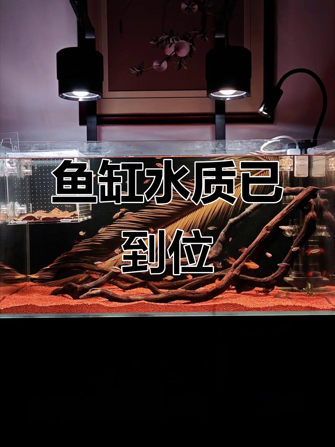 水养环境准备好了,终于可以迎接鱼儿了!
