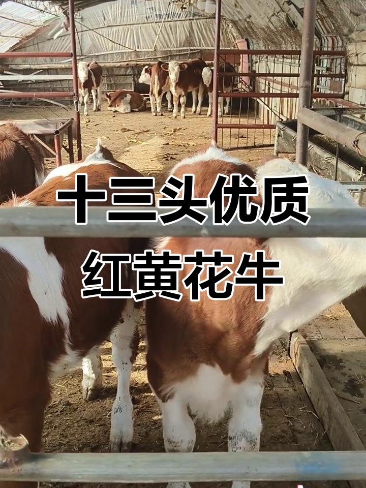 13头红花紫花牛,粗腿翘尾,2000多元就能买到!