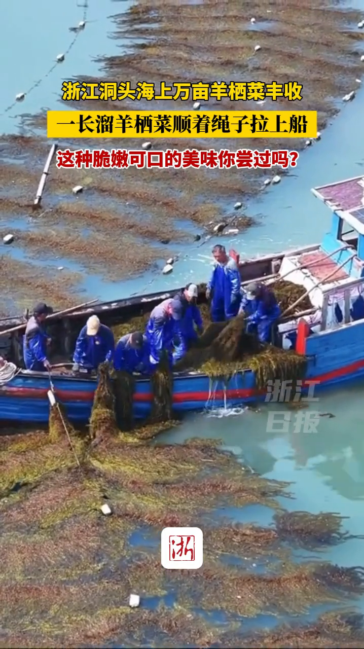 浙江温州洞头海上万亩羊栖菜丰收 一长溜顺着绳子被拉上船
