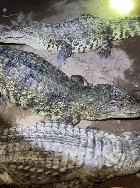 夜深人静,种鳄场里的母鳄鱼明争暗斗,咱们坐享其成 母鳄鱼鹬蚌相争,养殖场渔翁得利