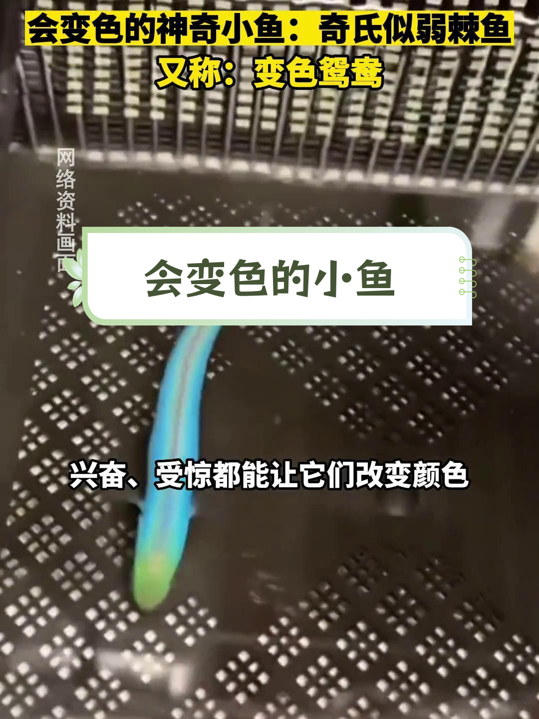 变色鸳鸯鱼:皮肤能变色的神奇生物