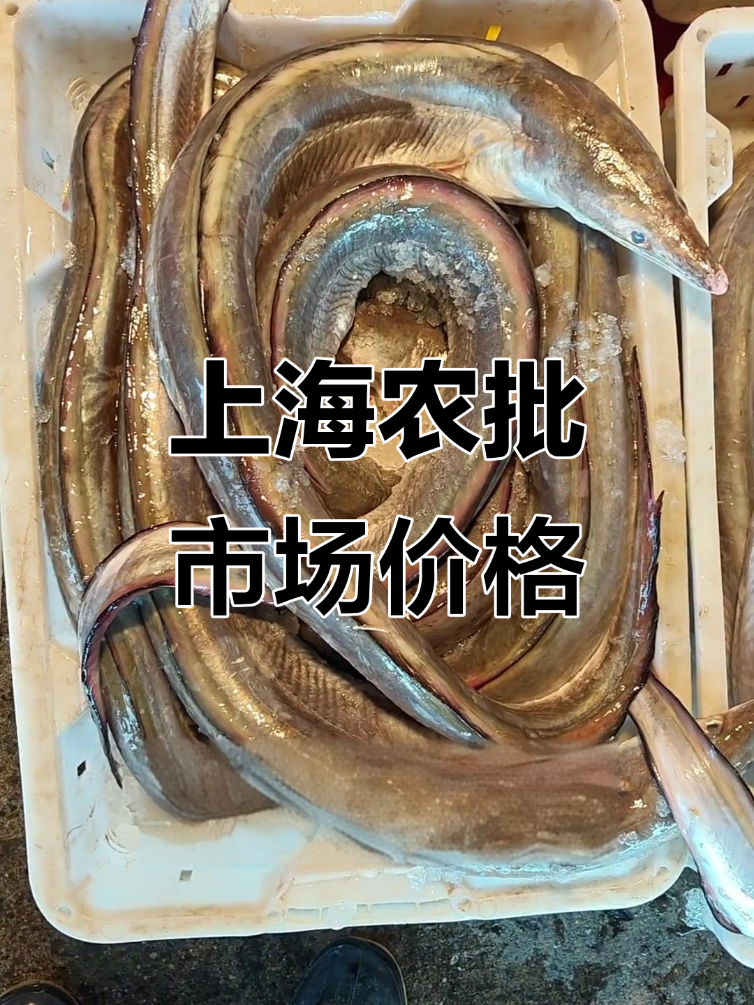 上海农产品市场价格大揭秘:鳗鱼、带鱼、青蟹一网打尽